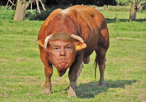 Trump bull